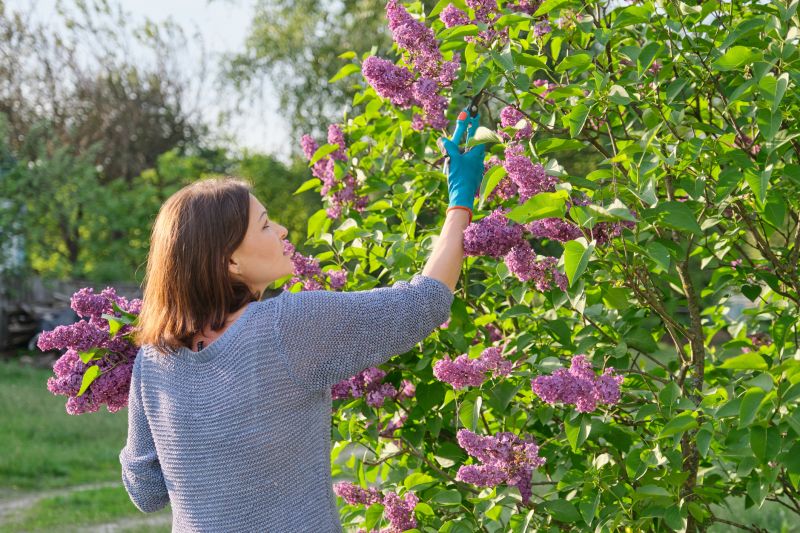 Lilac Pruning Service