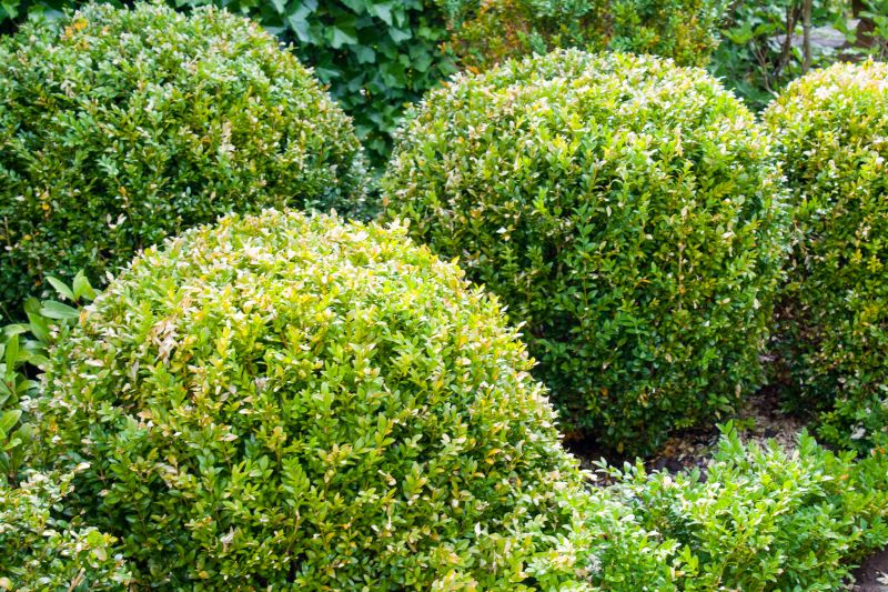 Pruned Shrubs with Clean Edges