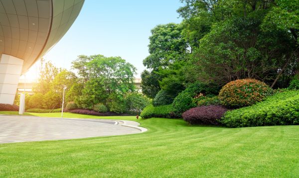 Commercial Shrub Trimming in Jonesboro