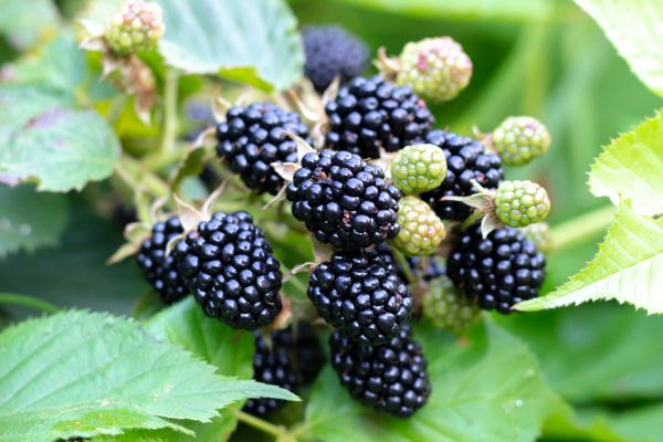Blackberry Bush Removal in Jonesboro