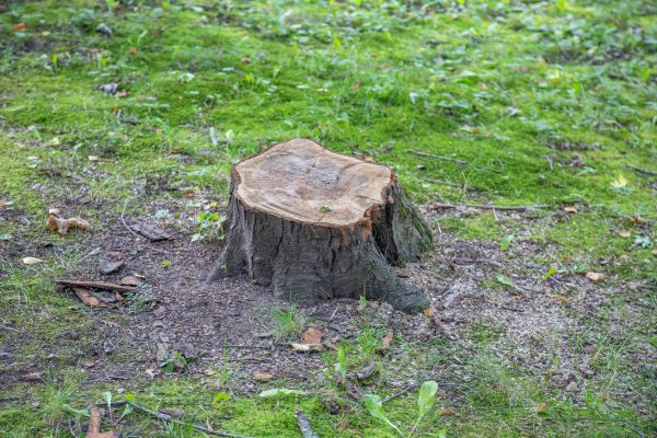 Bush Stump Removal in Jonesboro