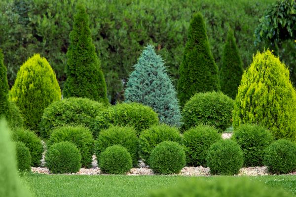Cost of Bush Trimming Service in Jonesboro