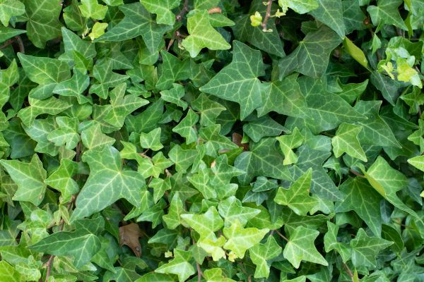 Cost of English Ivy Removal in Jonesboro