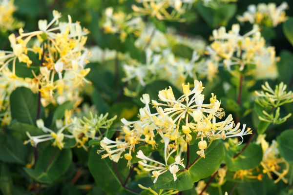 Cost of Honeysuckle Removal in Jonesboro