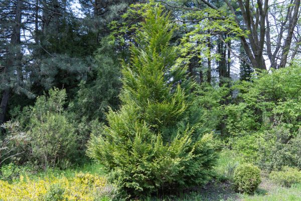Cost of Juniper Pruning in Jonesboro
