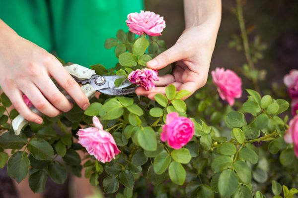 Cost of Rose Trimming in Jonesboro