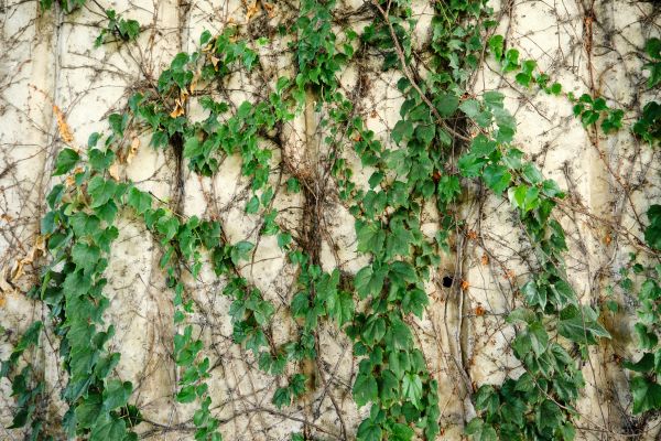 Cost of Vine Removal Service in Jonesboro