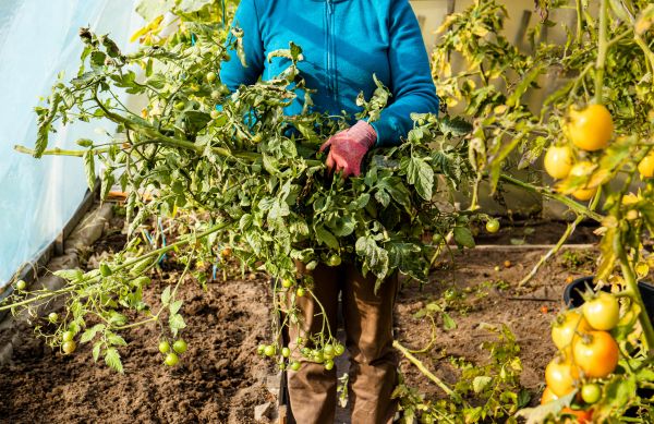 Cost of Garden Plant Removal in Jonesboro