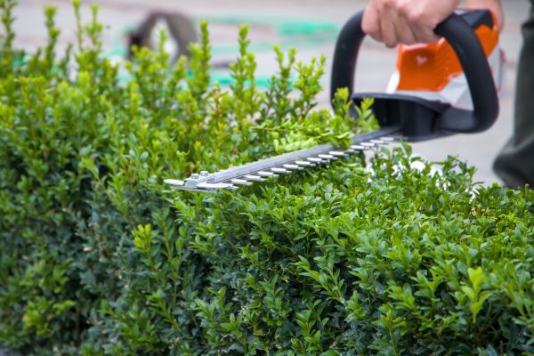 Hedge Shearing in Jonesboro