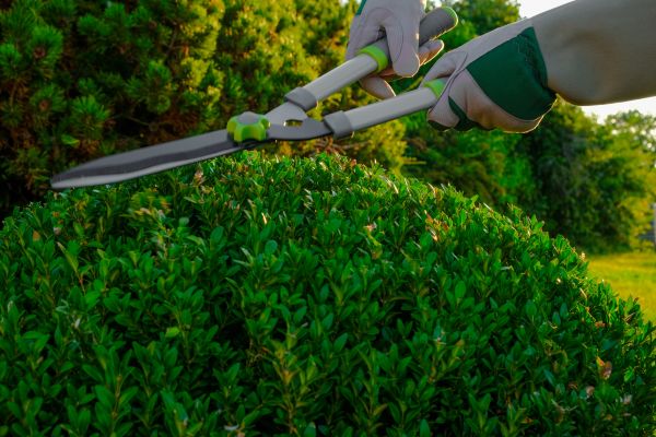Topiary Shearing