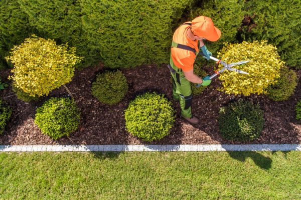 Topiary Trimming