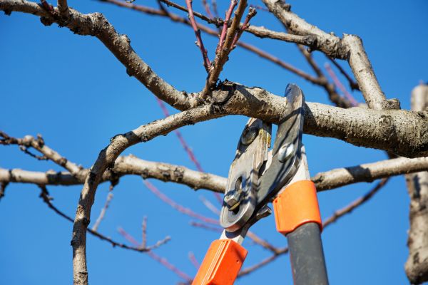Cost of Selective Pruning in Jonesboro