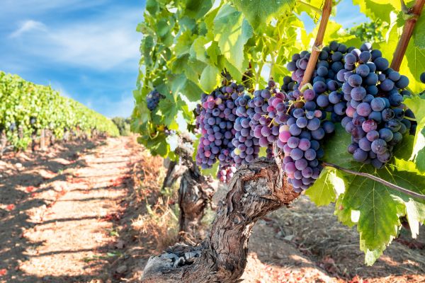 Cost of Grapevine Pruning in Jonesboro