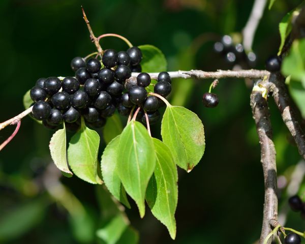Cost of Buckthorn Removal in Jonesboro