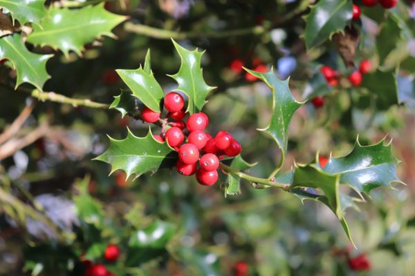 Cost of Holly Tree Trimming in Jonesboro