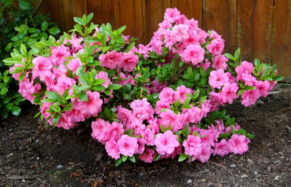 Cost of Azaleas Removal in Jonesboro