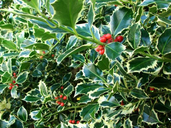 Cost of Holly Bushes Trimming in Jonesboro