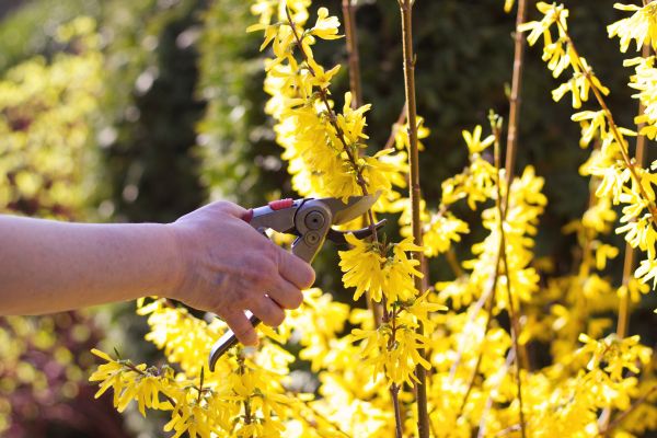 Forsythia Pruning in Jonesboro