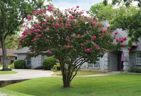 Crepe Myrtle Trimming in Jonesboro