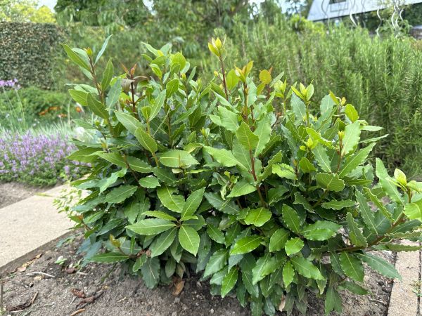 Cost of Laurel Hedge Removal in Jonesboro
