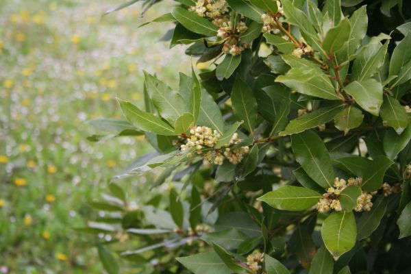 Cost of Laurel Trimming in Jonesboro