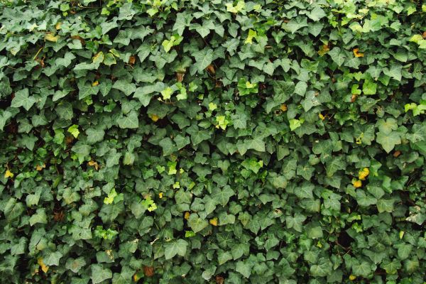 Cost of Ivy Pruning service in Jonesboro