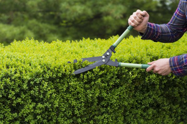 Cost of Evergreen Shrub Pruning in Jonesboro