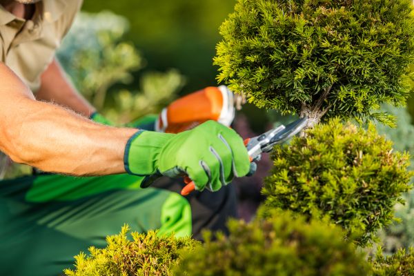 Cost of Landscape Pruning Service in Jonesboro