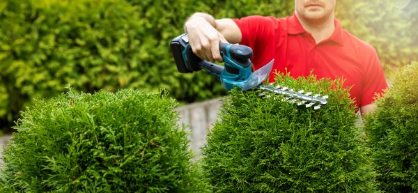 Cost of Hedge Shaping Service in Jonesboro