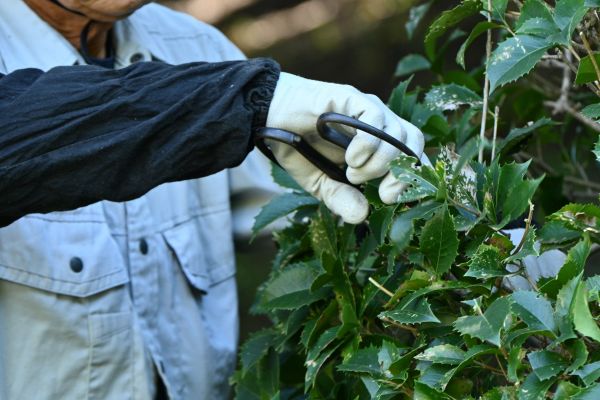 Holly Pruning in Jonesboro