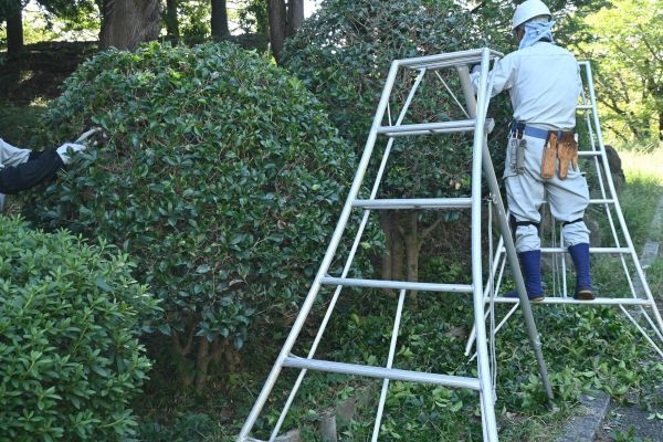 Cost of Holly Shaping in Jonesboro