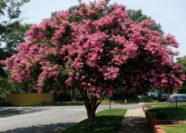 Crepe Myrtle Pruning Service