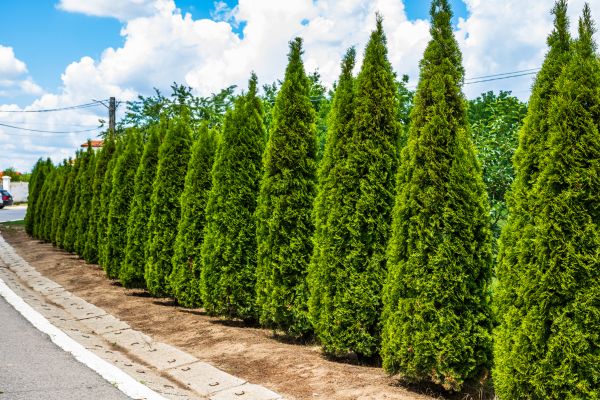 Cost of Arborvitae Shearing in Jonesboro