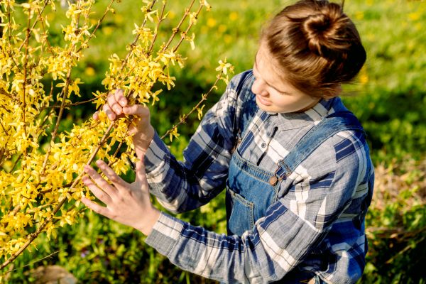 Cost of Forsythia Trimming in Jonesboro