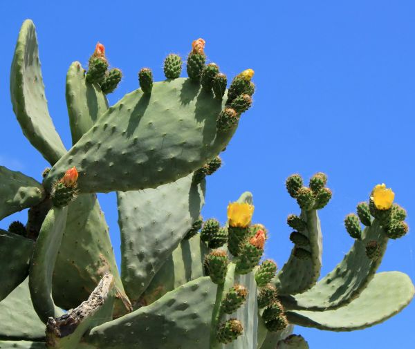 Cost of Cactus Removal in Jonesboro