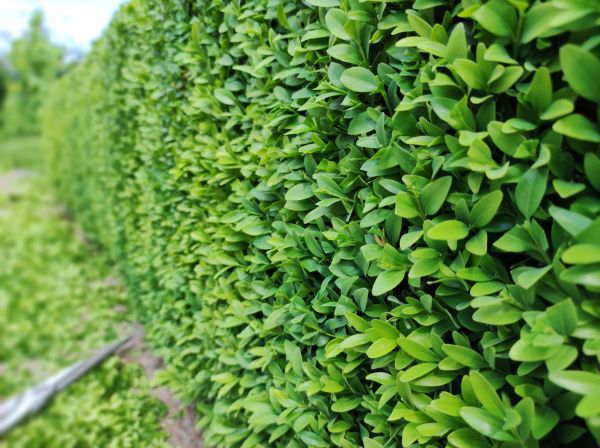 Cost of Boxwood Pruning in Jonesboro