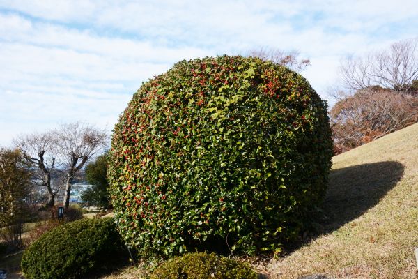 Cost of Holly Shrub Pruning in Jonesboro