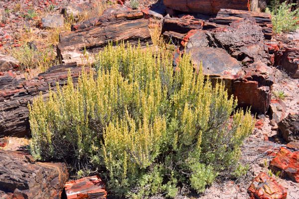Cost of Sagebrush Removal in Jonesboro