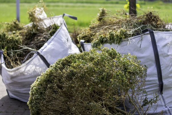 Dead Shrub Removal