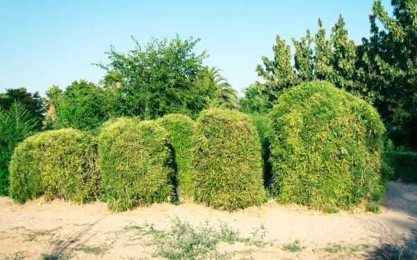 Cost of Bamboo Hedge Removal in Jonesboro