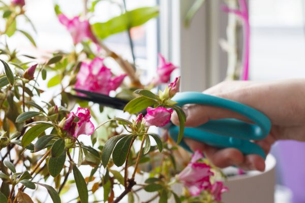 Azalea Pruning in Jonesboro