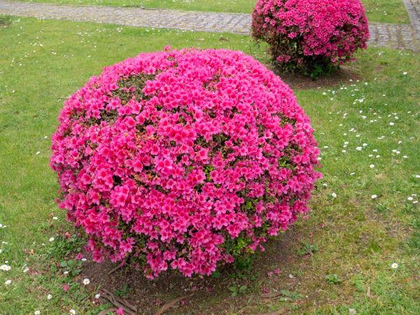 Cost of Rhododendron Pruning in Jonesboro