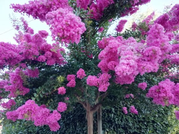 Cost of Crape Myrtle Pruning in Jonesboro