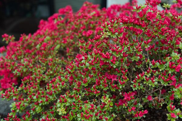 Cost of Weigela Removal Service in Jonesboro