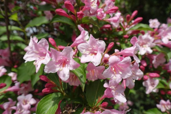 Cost of Weigela Pruning Service in Jonesboro