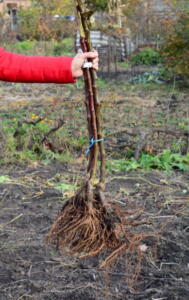 Cost of Shrub Root Removal in Jonesboro