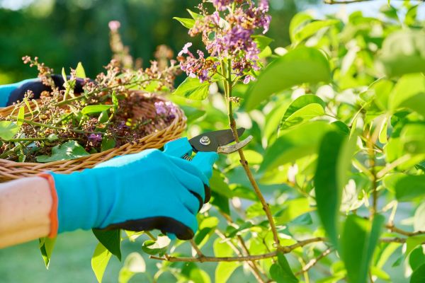 Cost of Lilac Trimming Service in Jonesboro