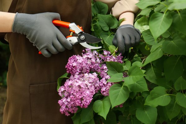 Cost of Lilac Pruning Service in Jonesboro
