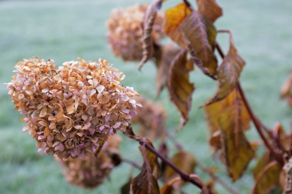 Cost of Hydrangea Removal in Jonesboro