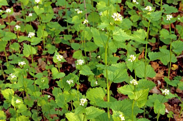 Cost of Garlic Mustard Removal in Jonesboro